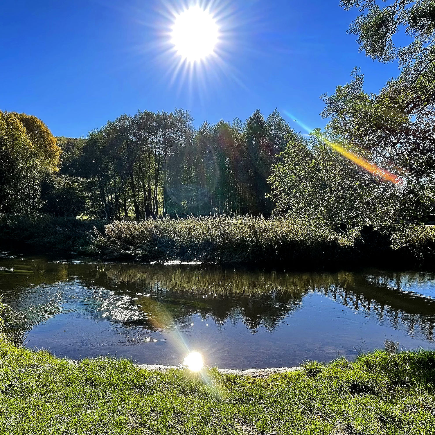 Ådalen udenfor Vejle. Lav træbro over sø med græs og træer omkring. Sol skinner fra skyfri himmel